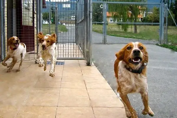 Desvio Residencia Canina