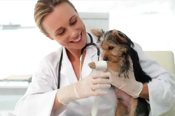 Clinica Veterinaria